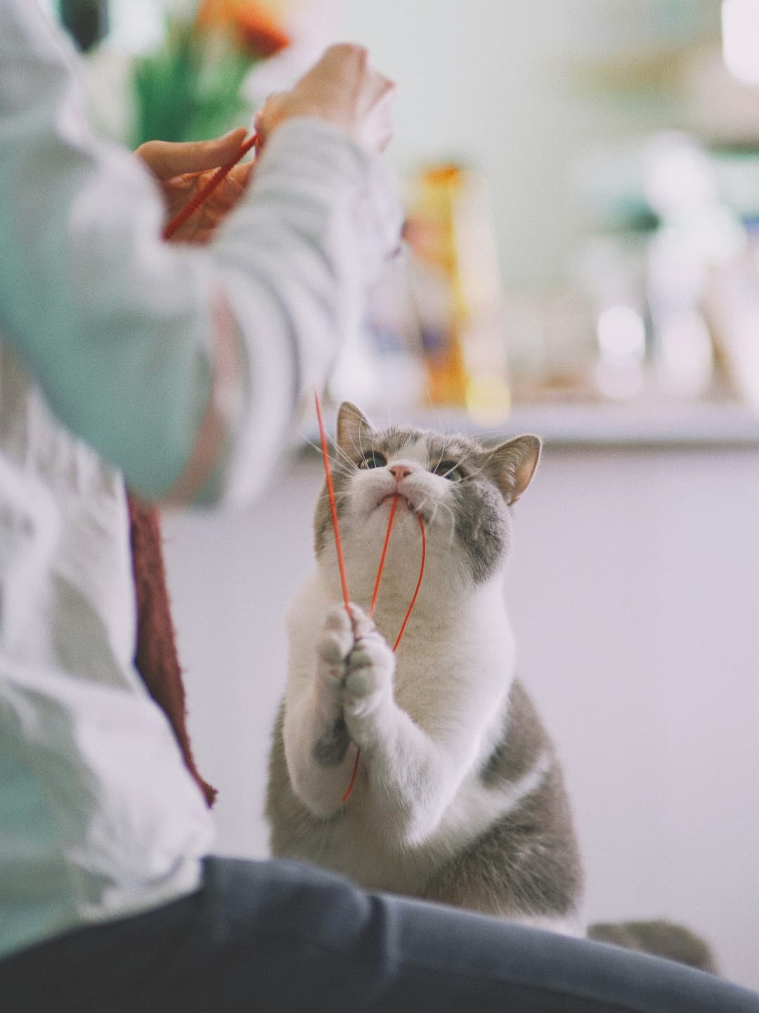 Veterinarian examining a dog